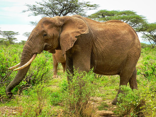 Fototapeta premium Herd of Young and Old Elephants in Samburu National Park, Kenya
