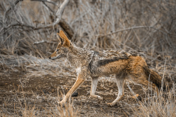 Black-backed jackal in Kruger National park, South Africa