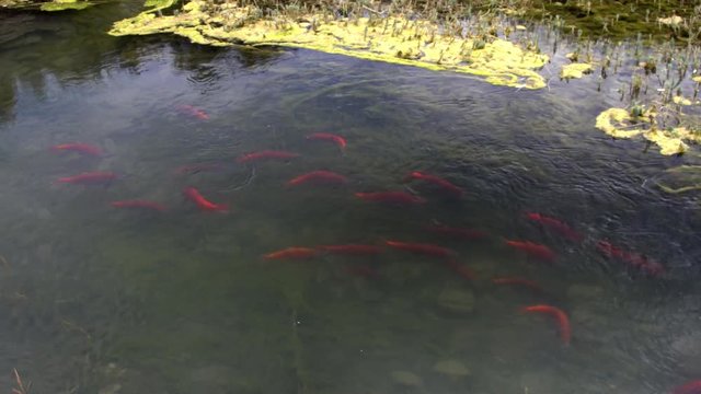 Spawning Kokanee Salmon school swimming and circling in rocky bottom stream with dry moss covered bank
