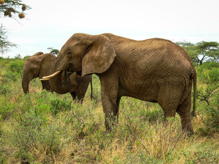 Fototapeta na wymiar Herd of Young and Old Elephants in Samburu National Park, Kenya