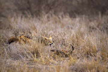 Black-backed jackal in Kruger National park, South Africa