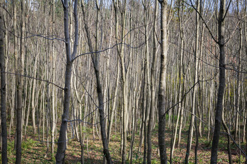 Gęsty jesienny las, okolice Arłamowa. © Wojciech Piejko