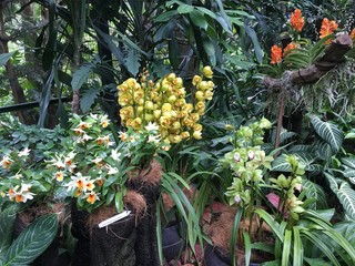 Dendrobium Frosty Dawn and other orchid flowers in a Singaporean garden