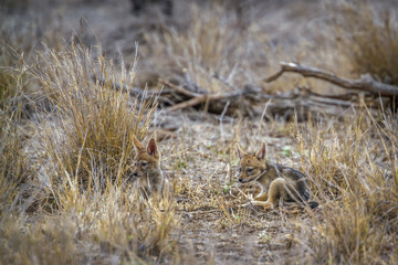 Black-backed jackal in Kruger National park, South Africa