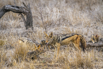 Black-backed jackal in Kruger National park, South Africa