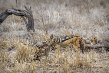 Black-backed jackal in Kruger National park, South Africa