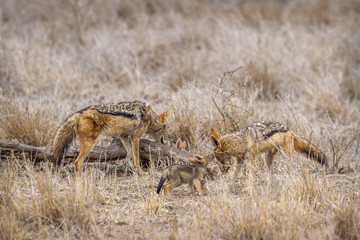 Black-backed jackal in Kruger National park, South Africa