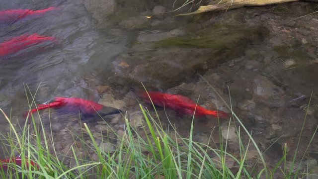 Spawning Kokanee Salmon school swimming back and forth in rocky bottom stream by reedy grass