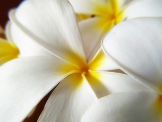 Beautiful white flowers