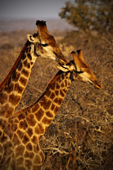 Giraffe in Kruger park