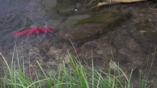 Spawning Kokanee Salmon school swimming back in forth in rocky bottom stream by reedy grass