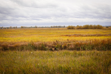 Autumn landscape. Magical autumn trees, reeds, lake