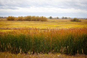 Fototapeta premium Autumn landscape. Magical autumn trees, reeds, lake