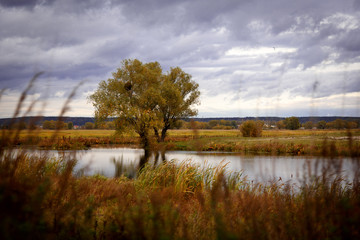 Autumn landscape. Magical autumn trees, reeds, lake