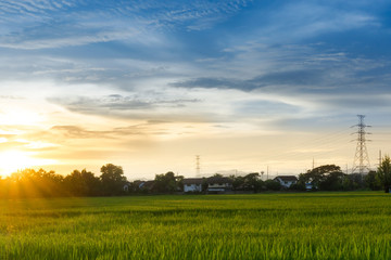 Fototapeta na wymiar City landscape view sunset over rice field plantation farming with house and telecom,communication antennas in countryside Thailand