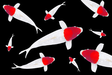 Koi carp fish, white with red dot koi fish (TANCHO) isolated on black background,top view pattern