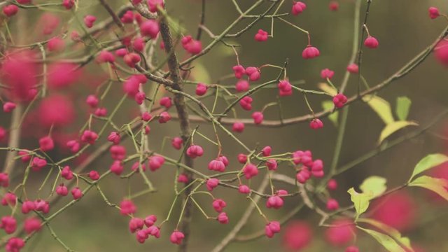 Close up of Spindle Tree branches swaying in the cold calm breeze. Colorful red flowers bloom in the Autumn / Fall in the United Kingdom woodlands