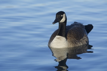 Canada Goose