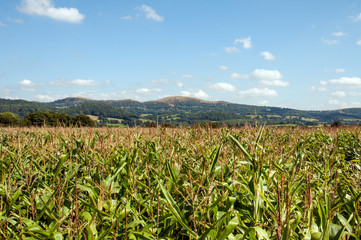 Summertime crops with a view to the Malvern hills.