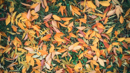 Autumn. Yellow leaves on green grass