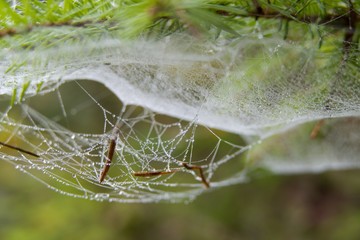 spider web detail with a morning dew