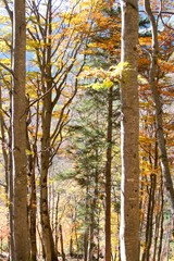 colorful autumn with morning fog