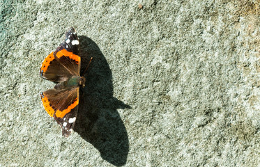 The red Admiral - Vanessa atalanta butterfly with shadow on the grunge old wall close up