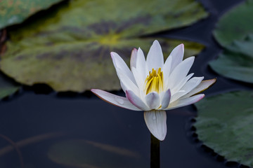 beautiful lotus flower is complimented