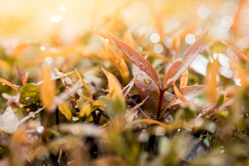 Morning dew on the plant in soft focus. Shallow depth of field.