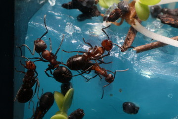 Жизнь муравья крупным планом