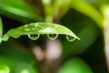 Close up of a water drops on leaves after rainy day