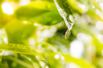 Close up of a water drops on leaves after rainy day