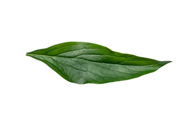 Peony leaf