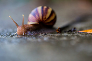 Burgundy snail (Helix, Roman snail, edible snail, escargot) crawling on the floor.