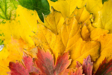 yellow red and green maple leaves with gradient close-up background