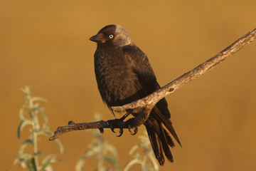 The western jackdaw (Corvus monedula) is sitting on the branch in beautiful light with yellow background