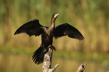 The pygmy cormorant (Microcarbo pygmeus) sitting on the branch in the middle of pond with open wings and green background