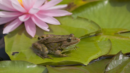 Obraz premium Grenouille rousse posée sur une feuille de nénuphar à côté de sa fleur rose, prête à bondir dans l'étang dans un parc, Bambouseraie, Anduze, France.
