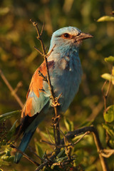 The European roller (Coracias garrulus) sitting on the branch with green leaves
