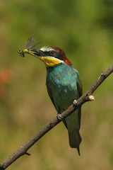 The European bee-eater (Merops apiaster) is sitting on thin branch with typical food dragonfly in the beak with green and yellow background