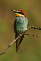 The European bee-eater (Merops apiaster) is sitting on thin branch with green background, beautiful bird