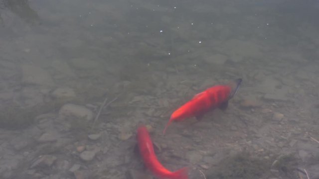 Spawning Kokanee Salmon swimming in rocky bottom stream alone preparing spawning place