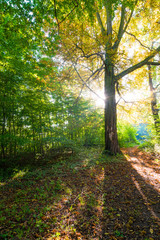 Sonnenstrahlen in einem Walden im Herbst