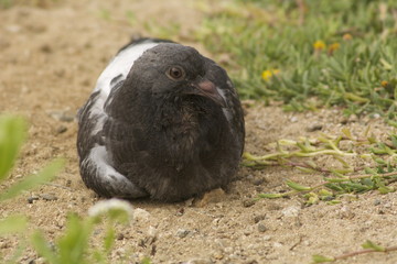 Pigeon