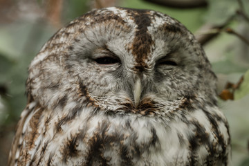 A head from the owl