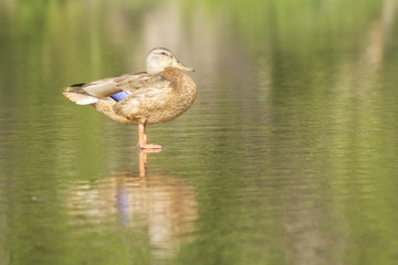 Mallard