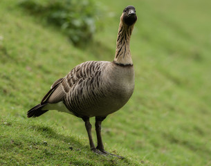 A brown goose on the meadow