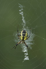Golden Orb Weaver