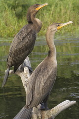 Cormorants