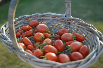 tomato in basket summer